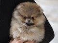 Pomerian panda bebekler hazır 