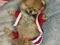 Pomerian panda bebekler hazır 