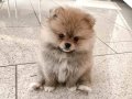 Pomerian panda bebekler hazır 