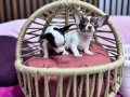 Teacup chihuahua Şivava bebekler geldi 