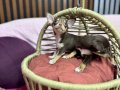 Teacup chihuahua Şivava bebekler geldi 