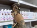 Teacup chihuahua Şivava bebekler geldi 