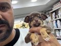 Teacup chihuahua Şivava bebekler geldi 