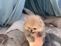 Pomerian 2 kardeş hazır bebekler 