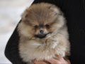 Pomerian 2 kardeş hazır bebekler 