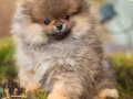 Pomerian 2 kardeş hazır bebekler 