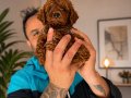 Gerçek TOY POODLE bebekler safkan 