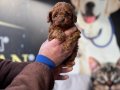 Gerçek TOY POODLE bebekler safkan 