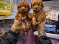 Gerçek TOY POODLE bebekler safkan 