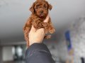 Gerçek TOY POODLE bebekler safkan 