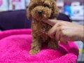 5 aylık DİŞİ aşılı 1kg TEACUP boy 