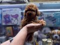 5 aylık DİŞİ aşılı 1kg TEACUP boy 