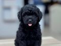 Siyah İnci Toy Poodle Yavruları 