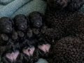 Siyah İnci Toy Poodle Yavruları 