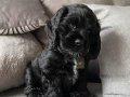 Cocker black bebek yüz yavrular 