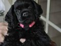Cocker black bebek yüz yavrular 