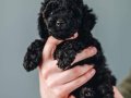 Çikolata ve siyah poodle bebekler UYGUN verilecek 