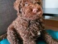 Çikolata ve siyah poodle bebekler UYGUN verilecek 