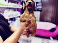 Toy poodle 11 aylık DİŞİ Korekan 