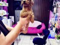 Toy poodle 11 aylık DİŞİ Korekan 