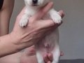 TÜRKİYENİN  en güzel  beyaz şivava bebekleri TEACUP  KORE 