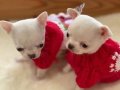 Teacup WHİTE chihuahua Yavrular 