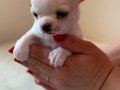 Teacup WHİTE chihuahua Yavrular 
