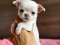 Teacup WHİTE chihuahua Yavrular 