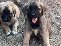 Kangal yavruları mevcut 