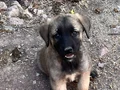 Kangal yavruları mevcut 