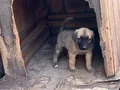 Kangal yavruları mevcut 