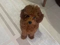 Toy poodle 5 aylık erkek aşılı evde bakılıyor 