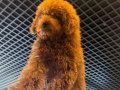 Toy poodle 5 aylık erkek aşılı evde bakılıyor 