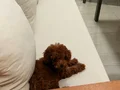 Toy poodle 5 aylık erkek aşılı evde bakılıyor 
