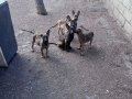 Safkan yavrular erkek dişi mevcut üç aylık
