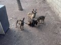 Safkan yavrular erkek dişi mevcut üç aylık