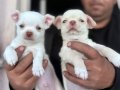 Mükemmel kaliteli chihuahua şivava bebekler 