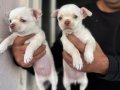 Mükemmel kaliteli chihuahua şivava bebekler 