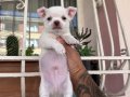 Mükemmel kaliteli chihuahua şivava bebekler 
