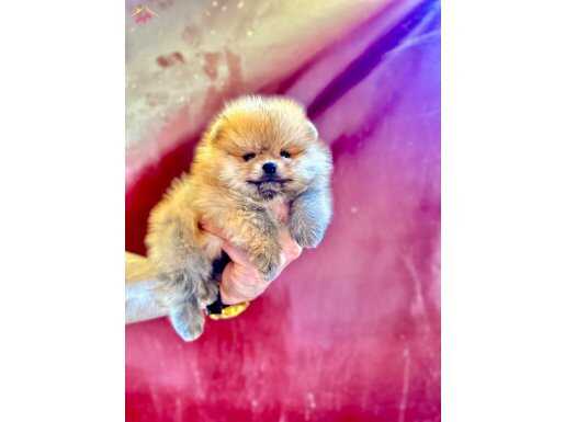 Pomeranian boo minik boy 