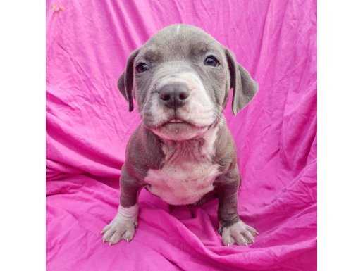 Pitbull mix yavrular