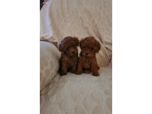 RED BROWN KORE TOY POODLE DİŞİ 