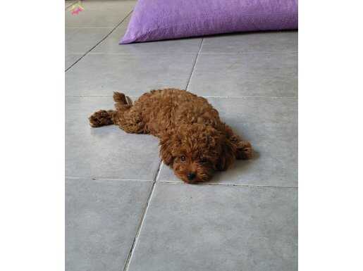 LEKESİZ RED BROWN TOY POODLE 