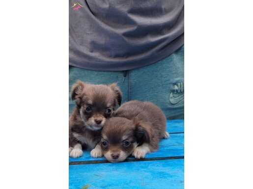 TEACUP CHİHUAHUA YAVRULAR 