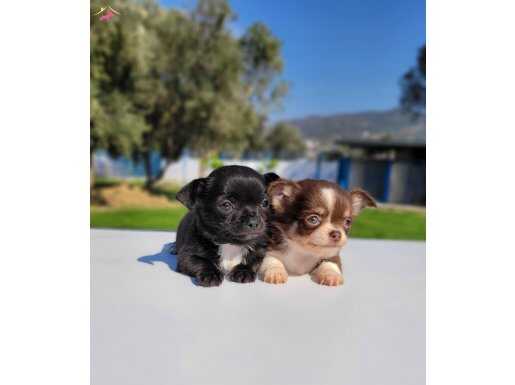 TEACUP CHİHUAHUA YAVRULAR 