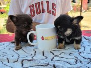 TEACUP CHİHUAHUA YAVRULAR 