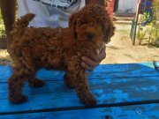KOYU RENK TOY POODLE 