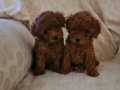 RED BROWN KORE TOY POODLE DİŞİ 