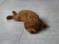 LEKESİZ RED BROWN TOY POODLE 