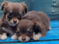 TEACUP CHİHUAHUA YAVRULAR 